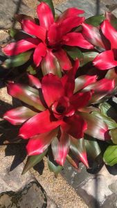 Neoregelia Magali ( 積水风梨/ bromeliad )
