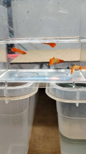 Albino Koi Red Ear