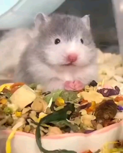 MAKANAN HAMSTER MARMUT SUGARGLIDER & GARBIL - HAMBIL 400 GR