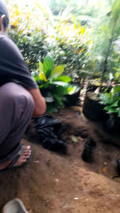 BIBIT BENIH KOPI ARABIKA UNGGUL SIAP TANAM ( TINGGI 20 CM - 35 CM ISI 20 PCS )