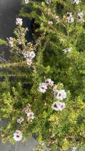 มานูก้า #ต้นสวย #ออกดอกทั้งปี  #ส่งพร้อมกระถาง  มานูก้า #ดอกสุดน่ารัก #ดอกไม้กินได้ #ใบใช้ชงชาดิ่มผ่อนคลาย   #มานูก้า #ต้นชานิวซีแลนด์ส่งพร้อมกระถาง15นิ้ว ออกดอกทั่งปี