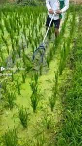 OSROK PADI 18cm SOROK PADI GARUK PADI ALAT PENYIANG SAWAH