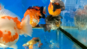 Ryukin 4_5inci/鎏金 (gred A#AA #AAA )1hari sampai lepas IntransitT&C