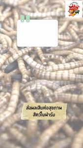 เนโพเร็กซ์ กำจัดหนอนแมลงวัน