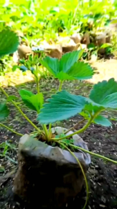 Bibit pohon tanaman strawberry california buah merah