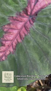 โคโลคาเซีย เรนโบบัตเตอร์ไฟ  (Colocasia Rainbow Butterfly )ไม้ฟอกอากาศ ไม้มงคล ไม้ประดับ ไม้แต่งสวน ราคาถูกสุดๆ ไม้ด่าง ไม้หายาก
