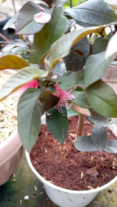 BIBIT JAMBU AUSTRALIA