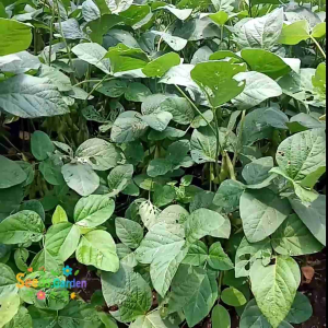 500 BUTIR BIJI/BENIH TANAMAN KEDELAI HITAM