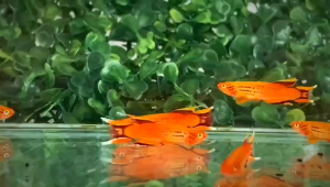 #Killi fish Orange Australe Killifish（Ornamental Fish）