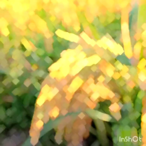 BENIH PADI CIHERANG PAJERO KUALITAS SUPER UNGGUL PER 1KG