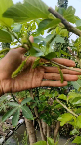 bibit cutting white long murbei aroma vanila asli