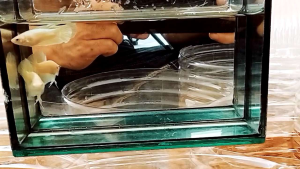 ชุดขุนปลากัดซุปเปอร์โกล สีทอง 2 ตัว ผู้ 1 เมีย 1 สำหรับตกปลา/ตกปลา อาหารปลาและสัตว์น้ำ