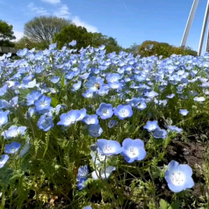 (KEMASAN PREMIUM) BIJI | BENIH BUNGA BABY BLUE EYES