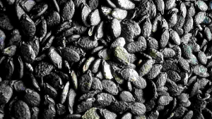 benih oyong gambas panjang lokal paket (1000 butir)