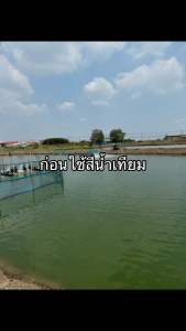 สีน้ำเทียม โคล่าบราวน์ โทน สีน้ำตาลเข้ม ปรับสภาพน้ำให้สีน้ำธรรมชาติ - ฟู้ดเกรด เหมาะกับบ่อดินเพาะชำลูกกุ้ง ลดความเครียด ควบคุมph แก้น้ำหนืด