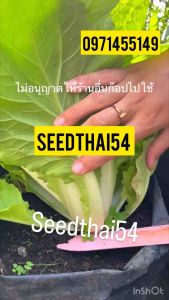 เมล็ดผักกาดขาวใหญ่ กอใหญ่ ใบสวย รสหวานกรอบบรรจุ 2000-3000 เมล็ด