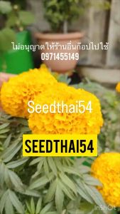 เมล็ดดอกดาวเรือง 100+เมล็ด ดาวเรือง เมล็ดดาวเรือง