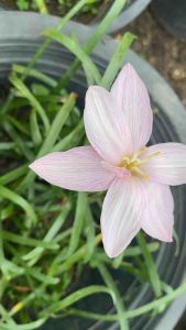 F.หัวดอกบัวดิน อัปสรา หัวละ 30 บาท