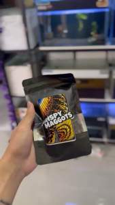 Crispy Maggots Kecil - Super Premium Maggot by Crispychanna for Auranti Limbata Maru and Pulchra