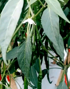 100 BUTIR BIJI | BENIH TANAMAN CABE MERAH KERITING