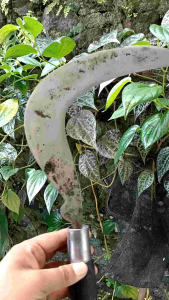 Arit Rumput Dan Padi Model Kawung Baja Selap/isen