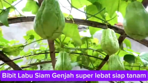 Bibit Labu Siam Genjah (Carocos) siap tanam