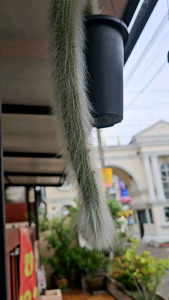 หางลิง  ดอกส้ม (ส่งทั้งกระถาง)