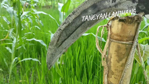 Arit baja isen super tajam cap 555 / arit baja isen Madura / arit rumput baja asli Madura / sabit Madura baja isen / sabit rumput baja isen / sabit baja isen