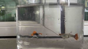 Red Koi Tuxedo SB Ribbon/Normal Guppy Pair
