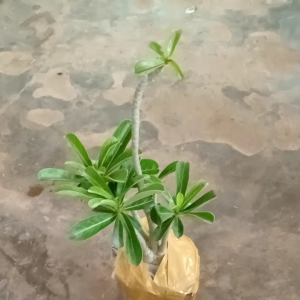 Cây hoa sứ Thái cánh kép