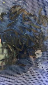 betta หม้อเมีย ลูกไล่ - พาล - หรือเพาะเลี้ยง   รวมสี ไม่เลือกสี (รับประกันสินค้า)