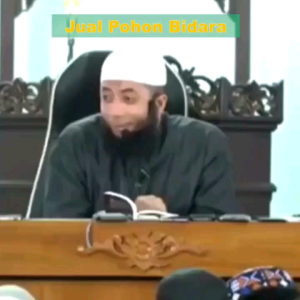 TANAMAN HERBAL BIDARA ARAB ASLI BATANG RIMBUN ( Tanaman Obat Berkhasiat )