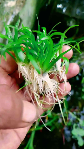 tanaman air aquascape sagitaria subulata isi 25 batang