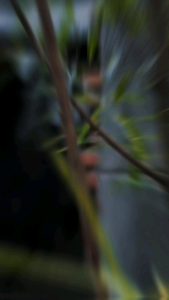 kemeja polos lengan pendek dewasa pria wanita leher v-neck simpel lembut baju kemeja santai casual