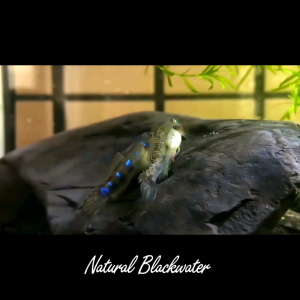 Mini Galaxy Goby (1set 3pcs)