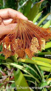 เลื่อมใบสีทองร้อยดิ้น 100 ชิ้น ตกแต่งเหรียญโปรยทาน