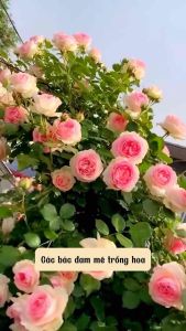 Gốc hoa hồng leo Pháp ( 16 màu - Khách tùy chọn ) - Siêu bông chịu nhiệt tốt