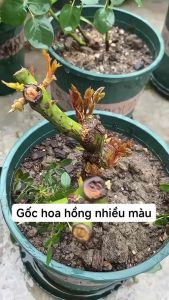 Gốc hoa hồng nhập ngoại đẹp ( Sống 100% - 25 màu tuỳ màu ngẫu nhiên) - Rễ khoẻ Bông to đẹp