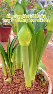 Combo 2 Củ Hoa Huệ Tây (1 Củ Đỏ Nhung + 1Củ Hồng Đào) - Hoa Đẹp - Chuẩn Giống