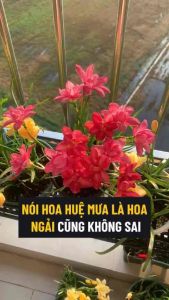 Củ giống hoa huệ mưa ngoại( 10 củ - màu tuỳ chọn ) - Hoa to đẹp nở nhiều
