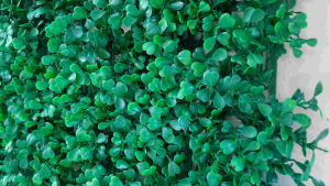 Daun Dollar Rambat Sintetis Premium 25 cm x 25 cm Sistem Kancing