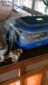 Mesin Tetas Telur Full Otomatis HHD 70 APS SYSTEM Kapasitas 70 telur ayam