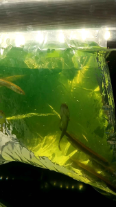 Channa MARU RED BARITO 4/5CM