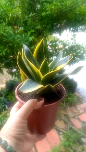 Chậu lưỡi hổ sen mini lưỡi hổ lùn lưỡi hổ cao cây phong thủy