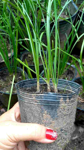 Combo 10 gốc hẹ hương giống