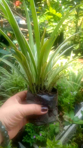 Cây Cỏ Lan Chi Mua 10c Tặng 1c (cây nhên)