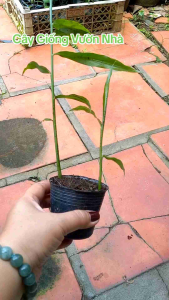 Chậu gừng ta giống mua 5 chậu tặng 1