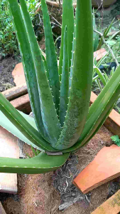 Cây Nha Đam Con Giống Mỹ Mua 10 tặng 1 (20_30Cm)