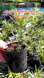 Cây tùng la hán vạn niên tùng mua 10 tặng 1 (25cm)