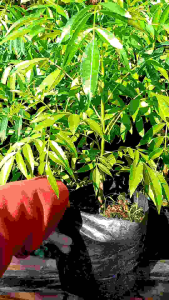 Trái Cóc Thái / Cây Giống Cóc Thái mua 5 tặng 1